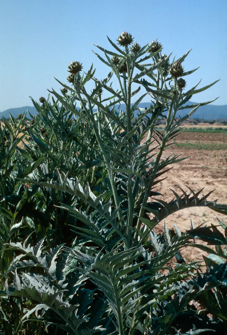 Cynara cardunculus, Foothill Road, Cuyama