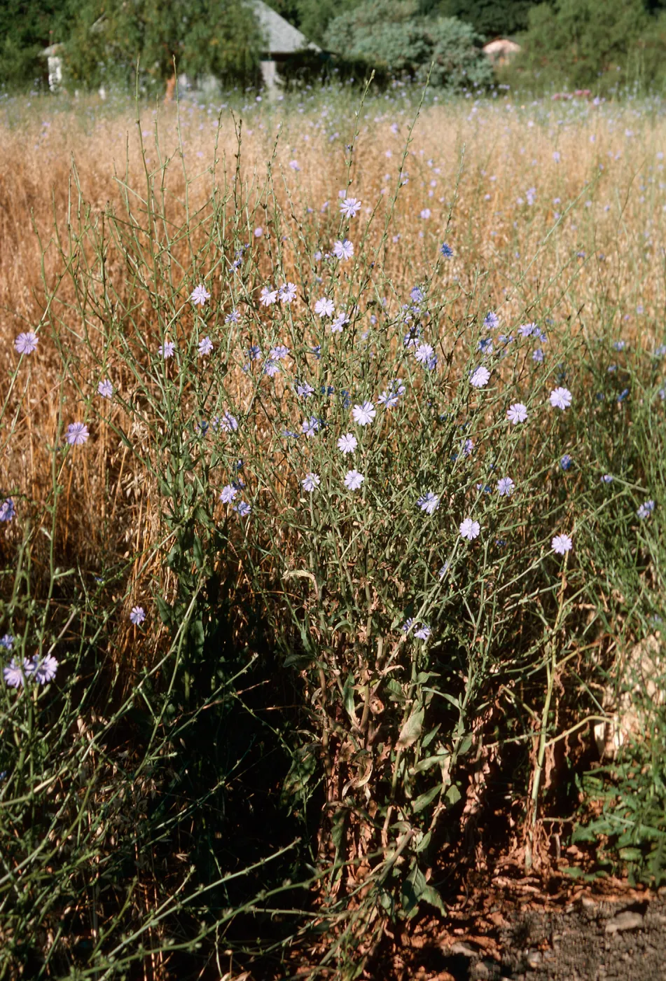Cichorium, Ojai