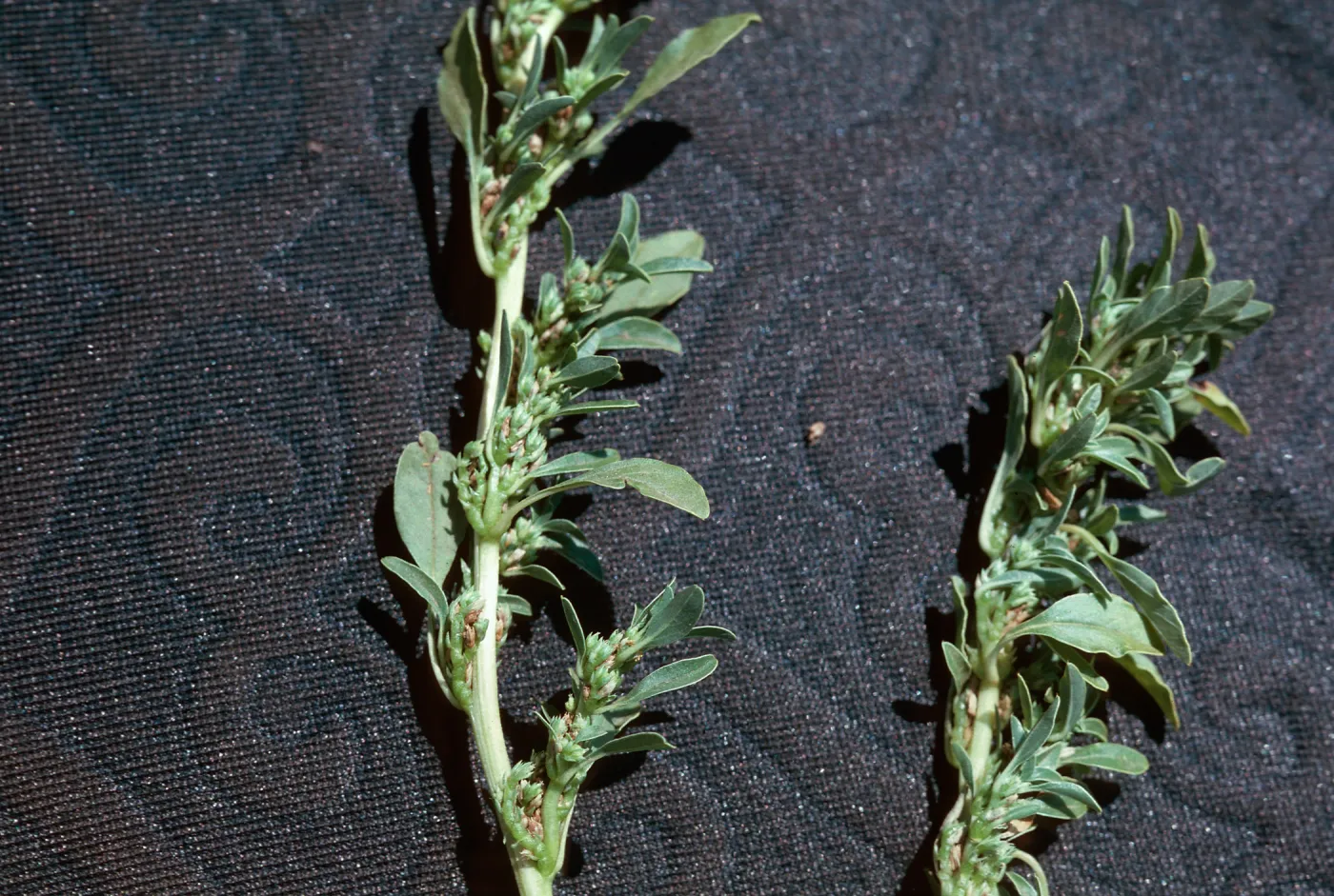 Amaranthus albus, tumble[weed]