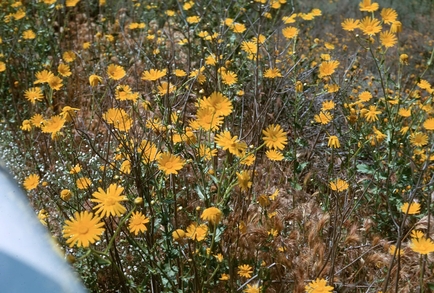 Chrysanthemum segetum