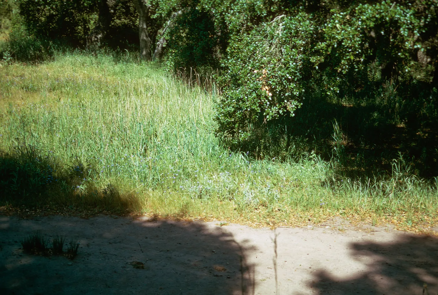 Dactylis, Toro Canyon Park