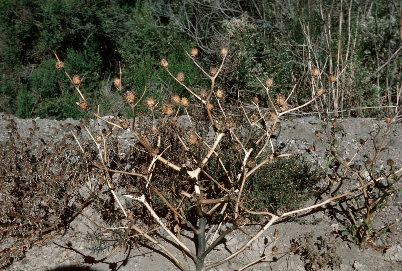 Datura fruit, Orcutt