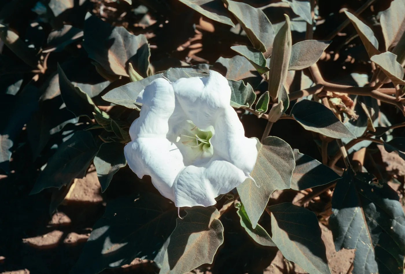 Datura