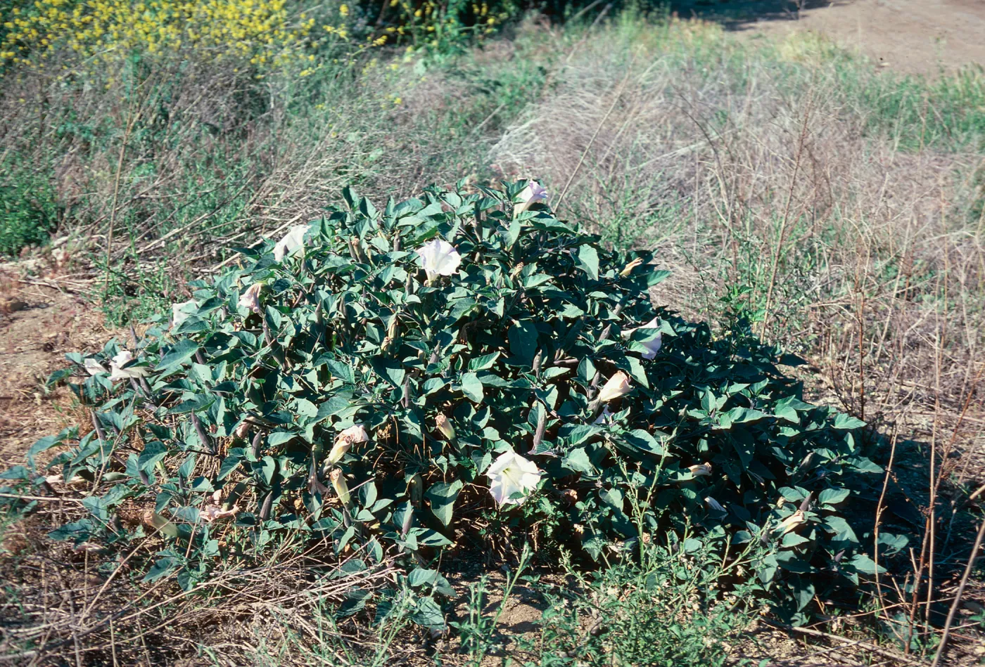 Datura