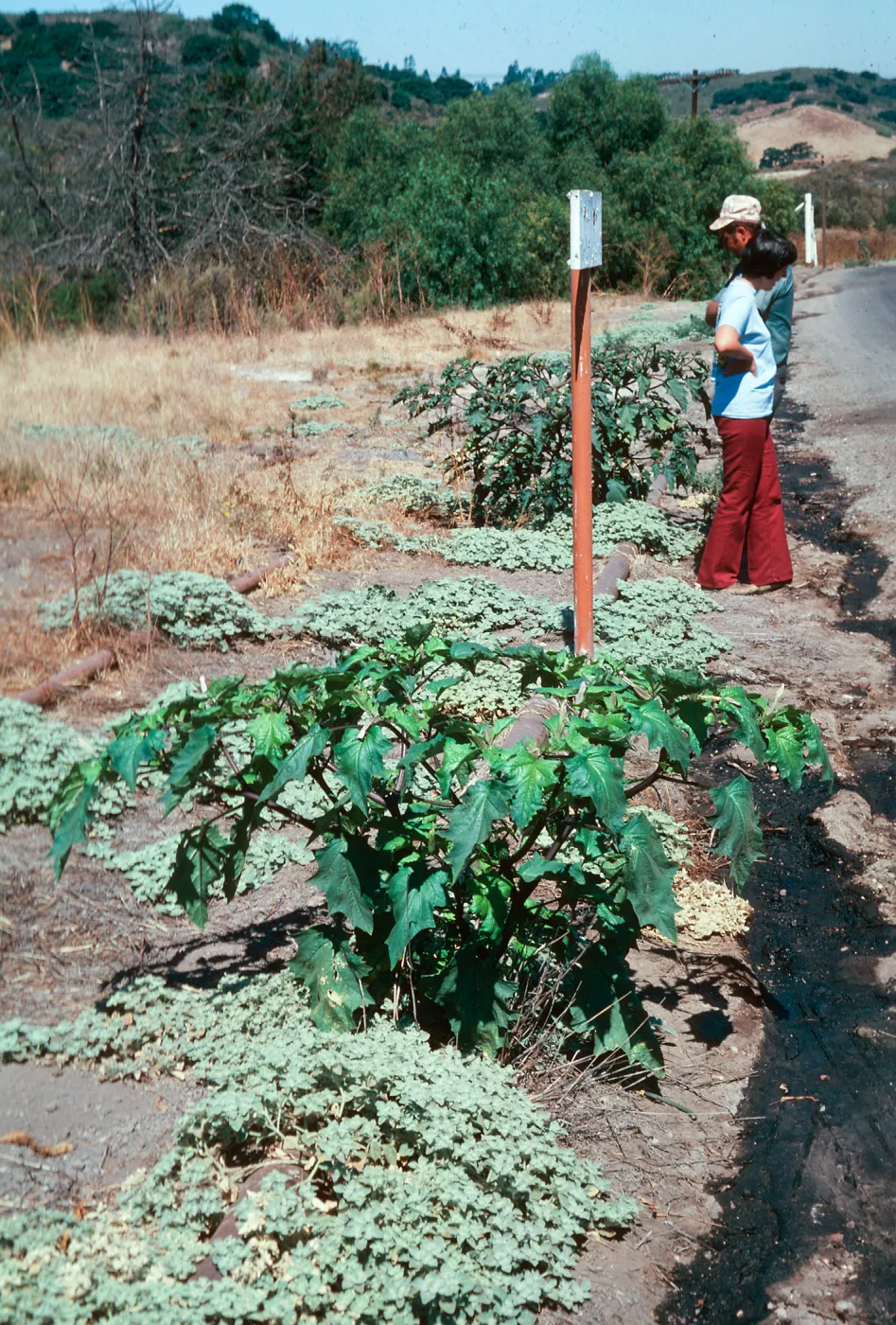 Datura, Orcutt