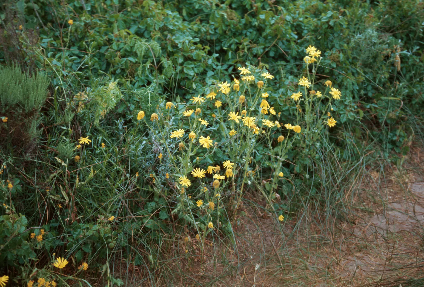 Chrysanthemum segetum, Dune Lakes