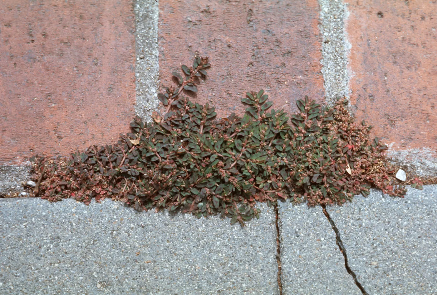 Euphorbia