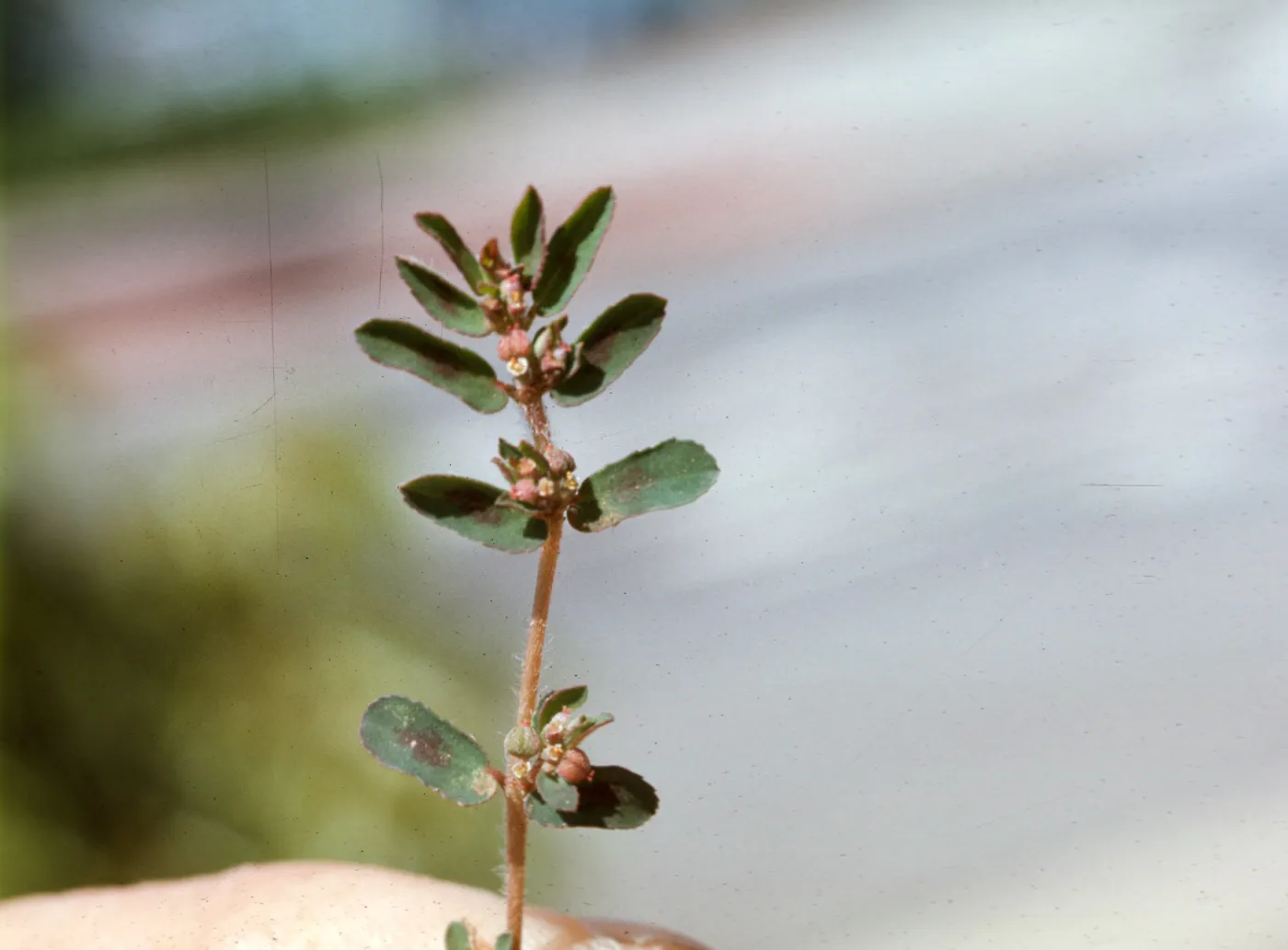 Euphorbia maculata