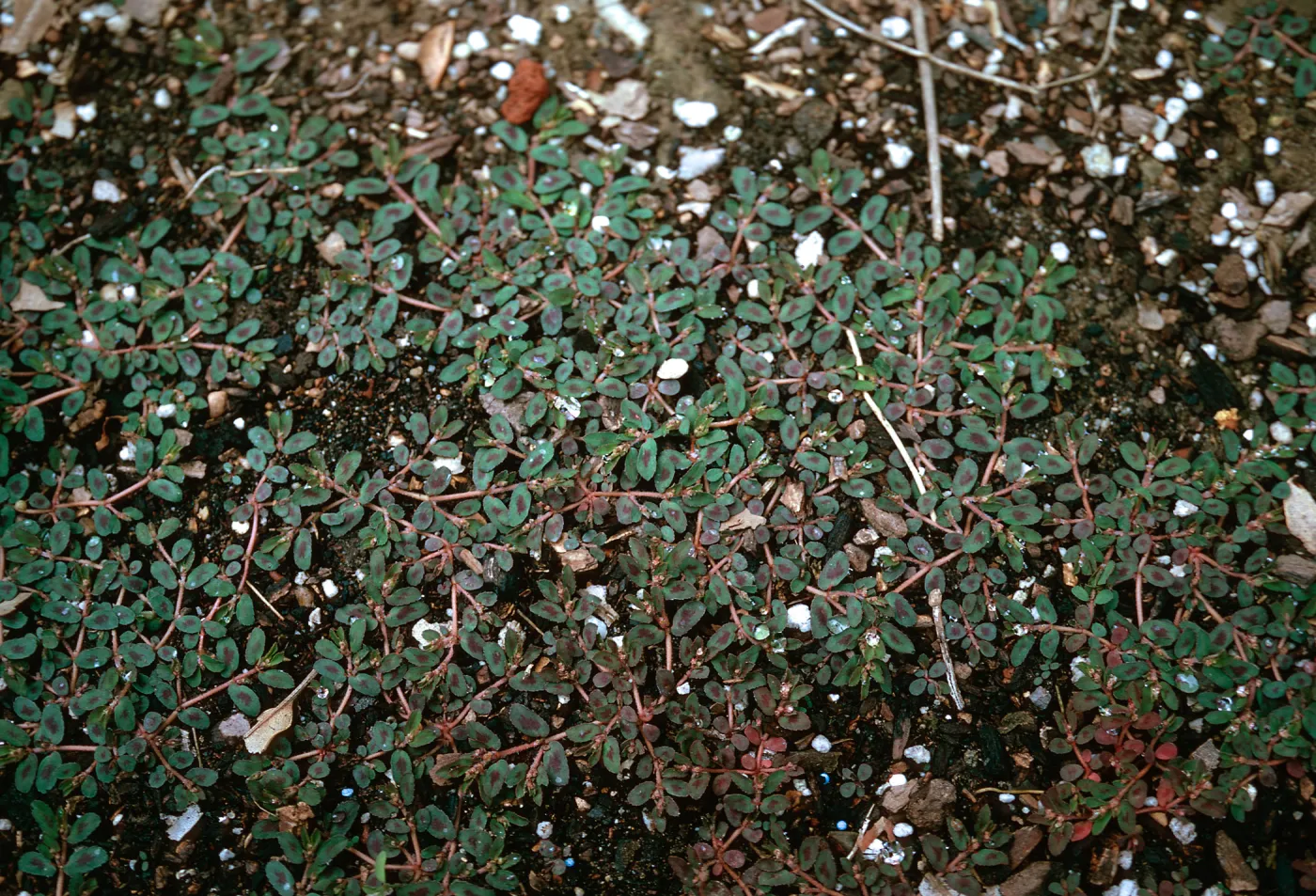 Euphorbia maculata