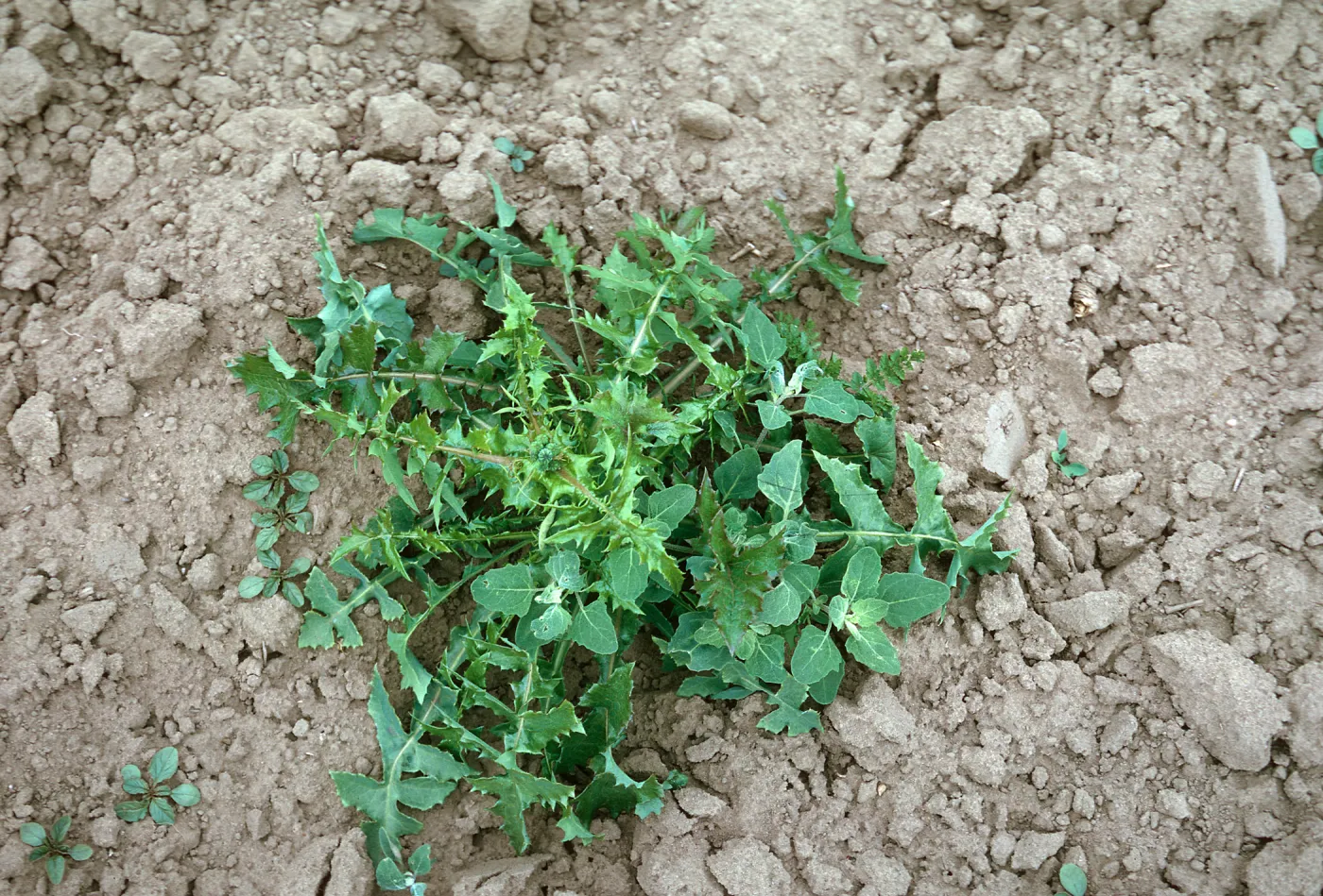 Sow Thistle (Chenopodium)