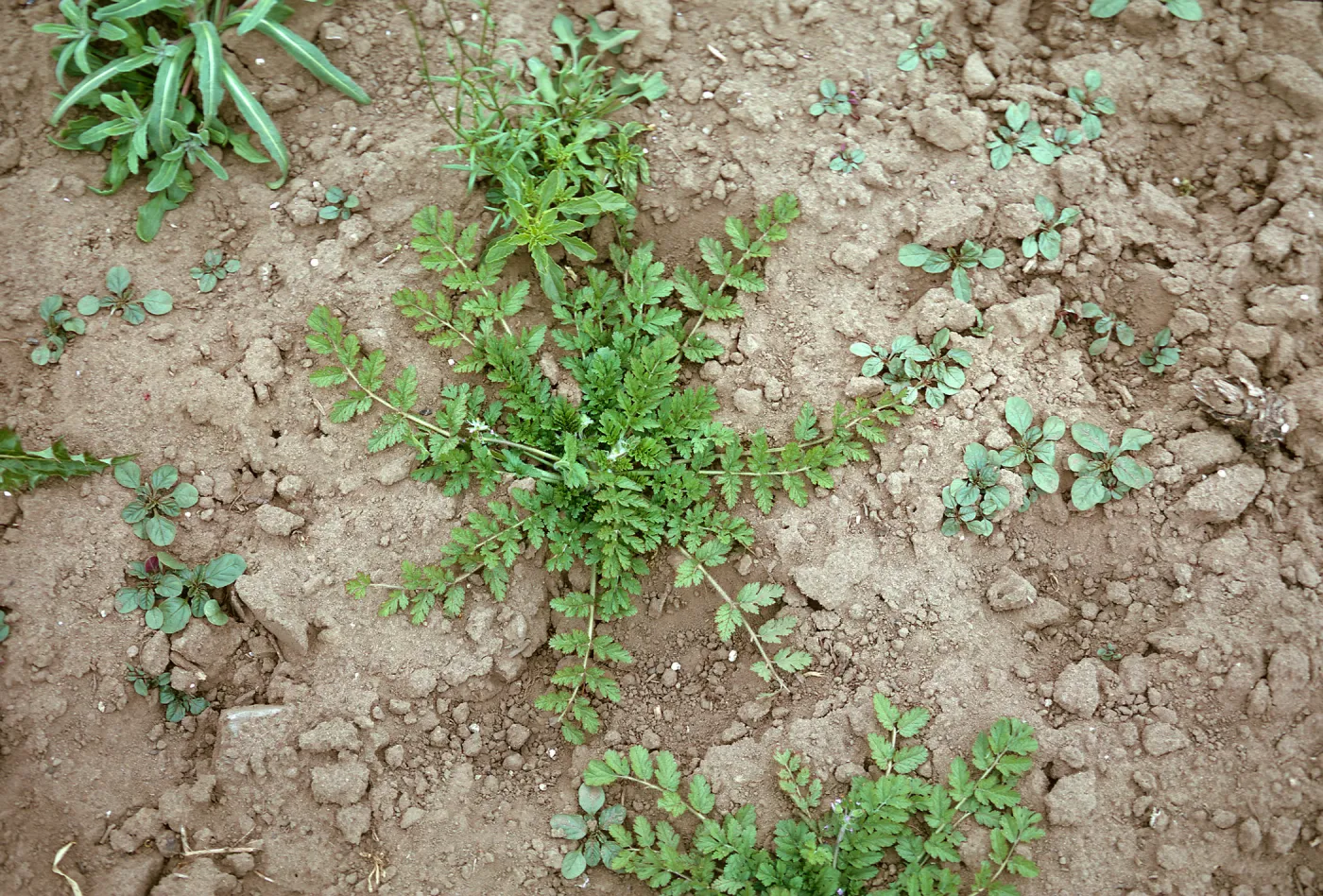 Erodium moschatum rosette