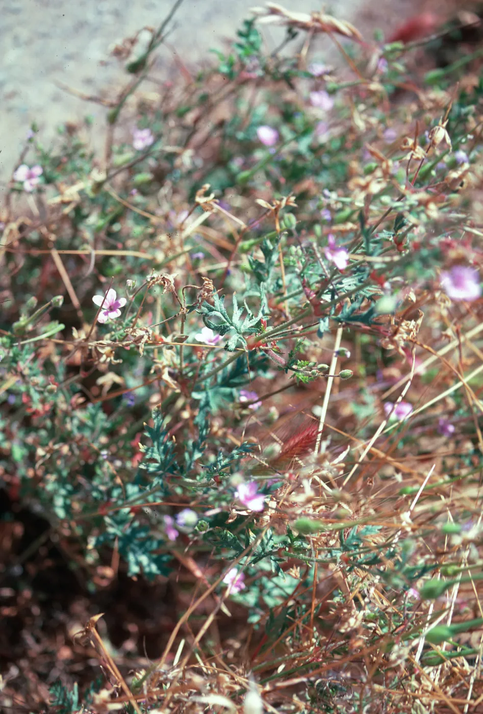 Erodium botrys