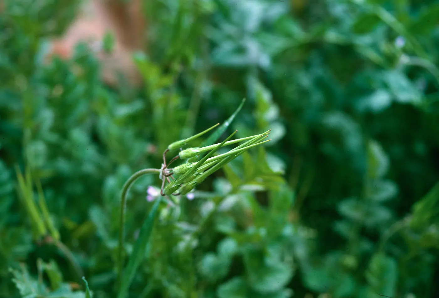 Erodium fruit