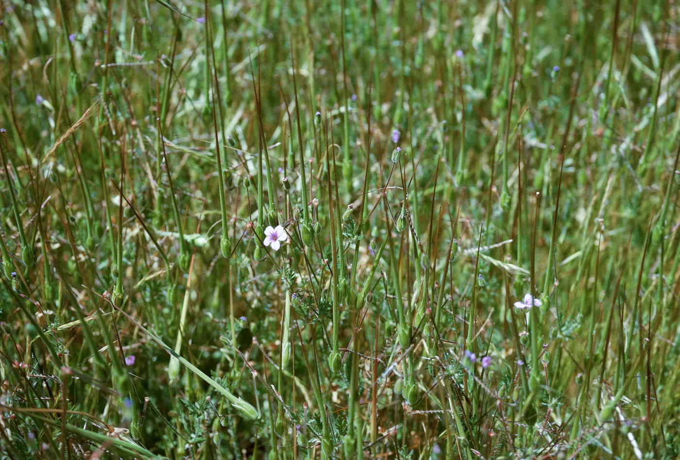 Erodium ?