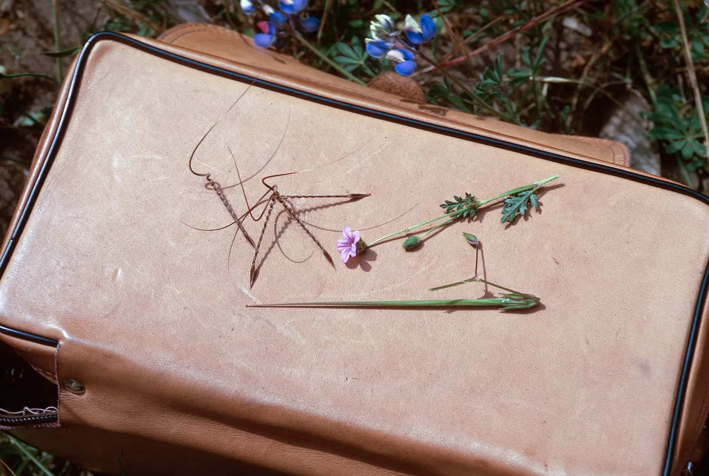 Erodium botrys