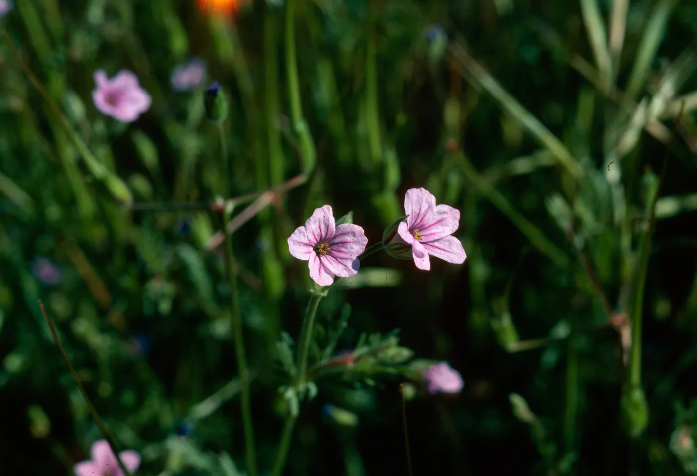 Erodium botrys