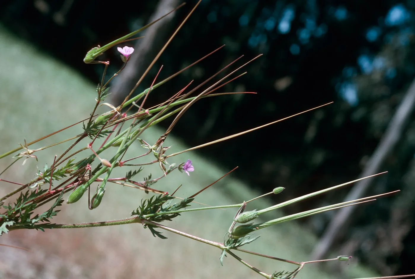 Erodium, Black Lake