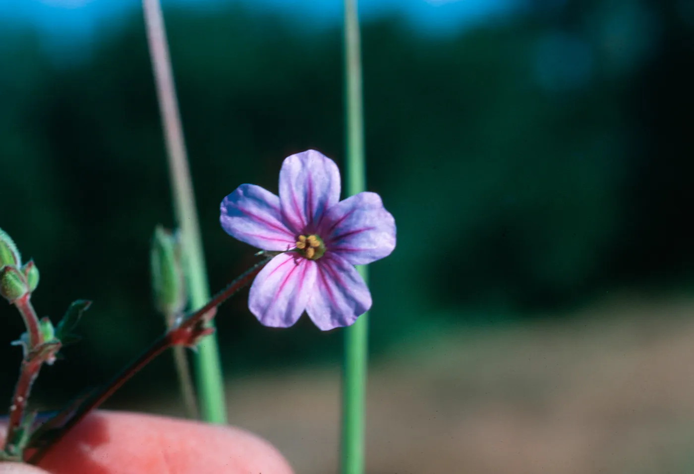 Erodium botrys
