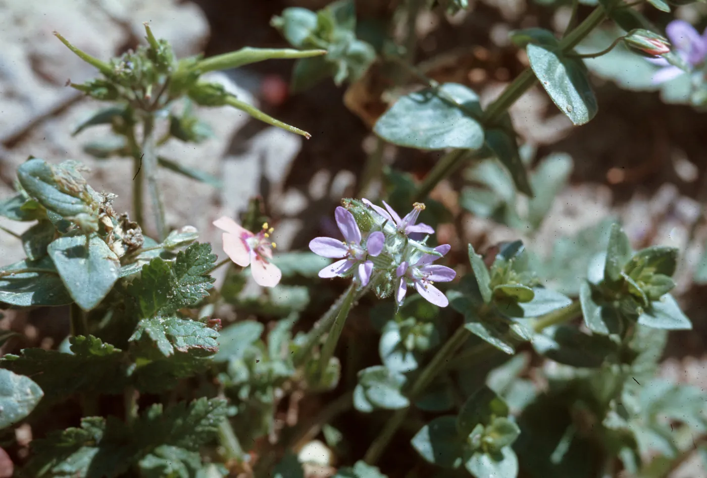 Erodium, Anagallis ?