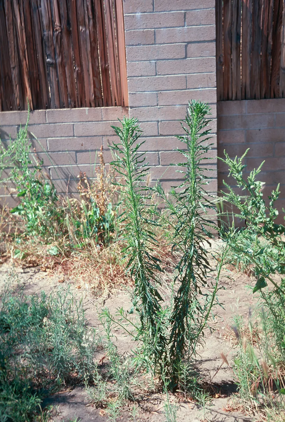 Erigeron canadensis 