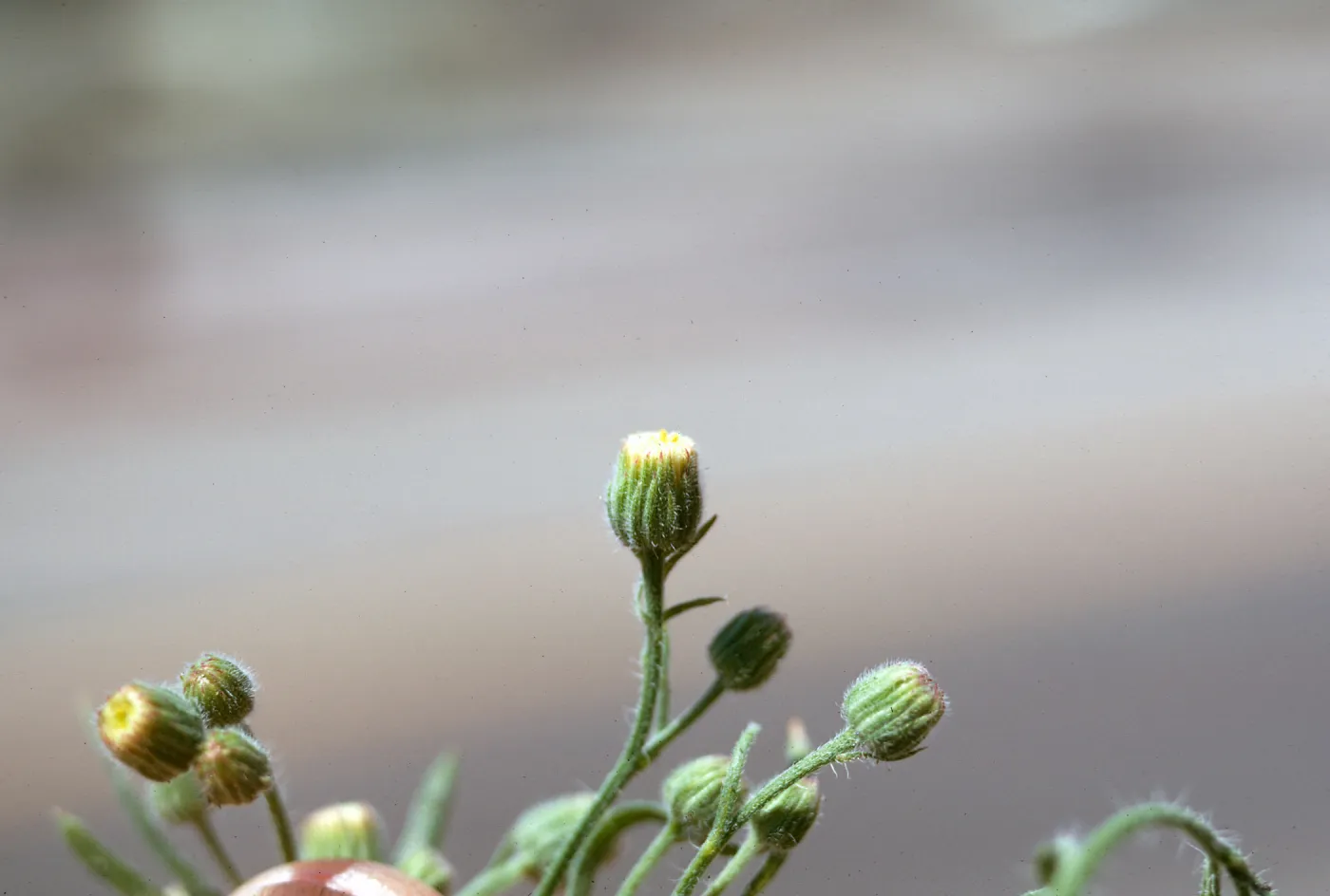 Erigeron crispum