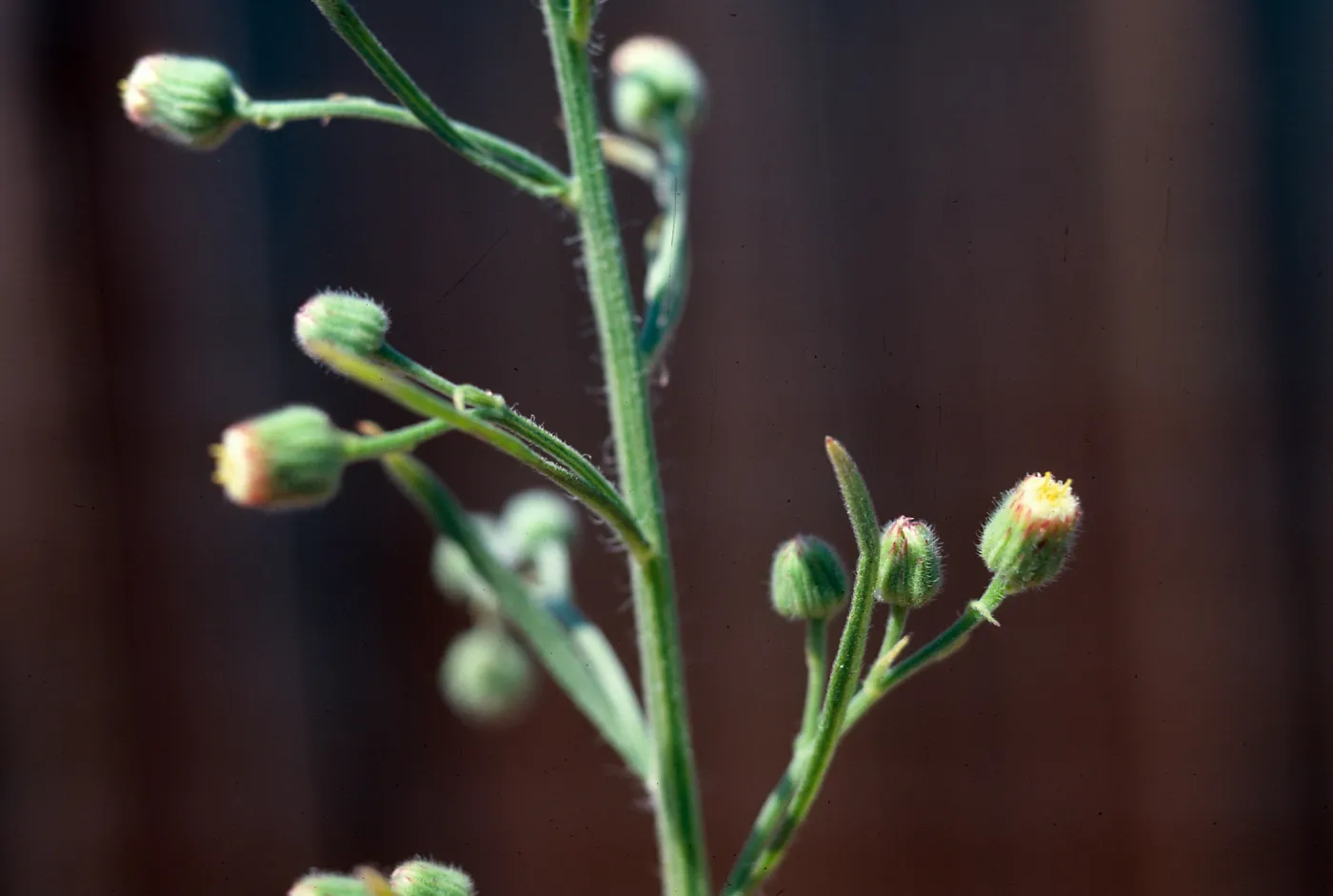 Erigeron linearis
