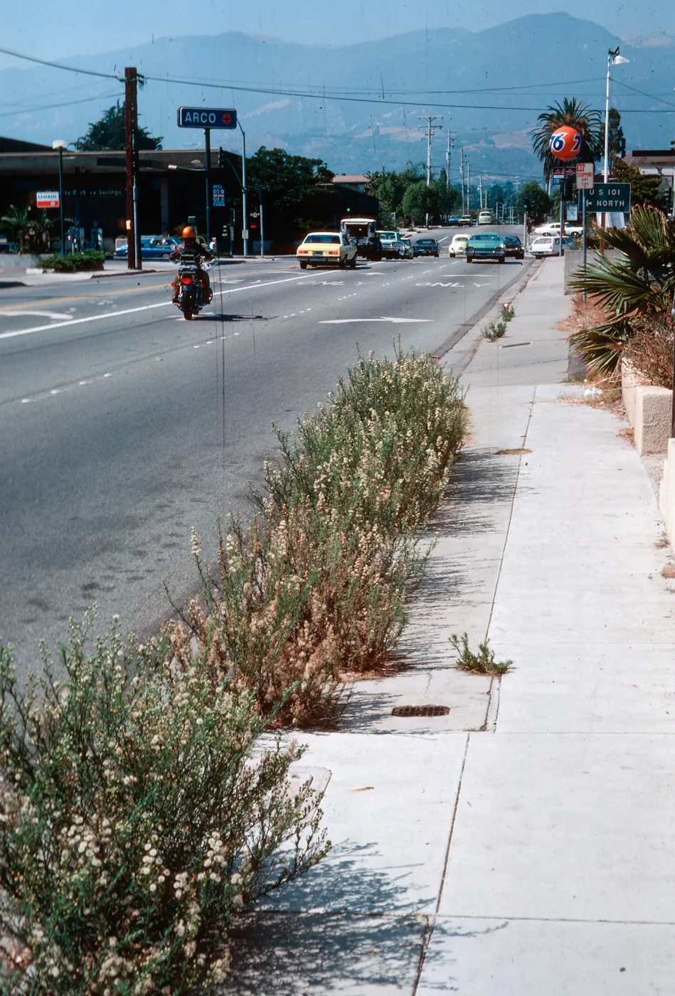 Erigeron linearis