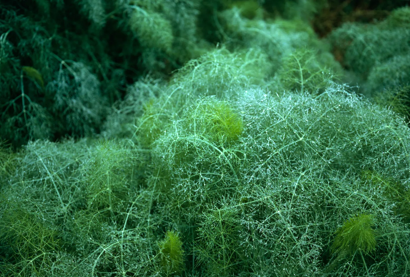 Foeniculum