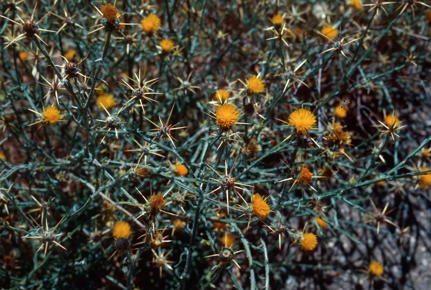Yellow Star Thistle