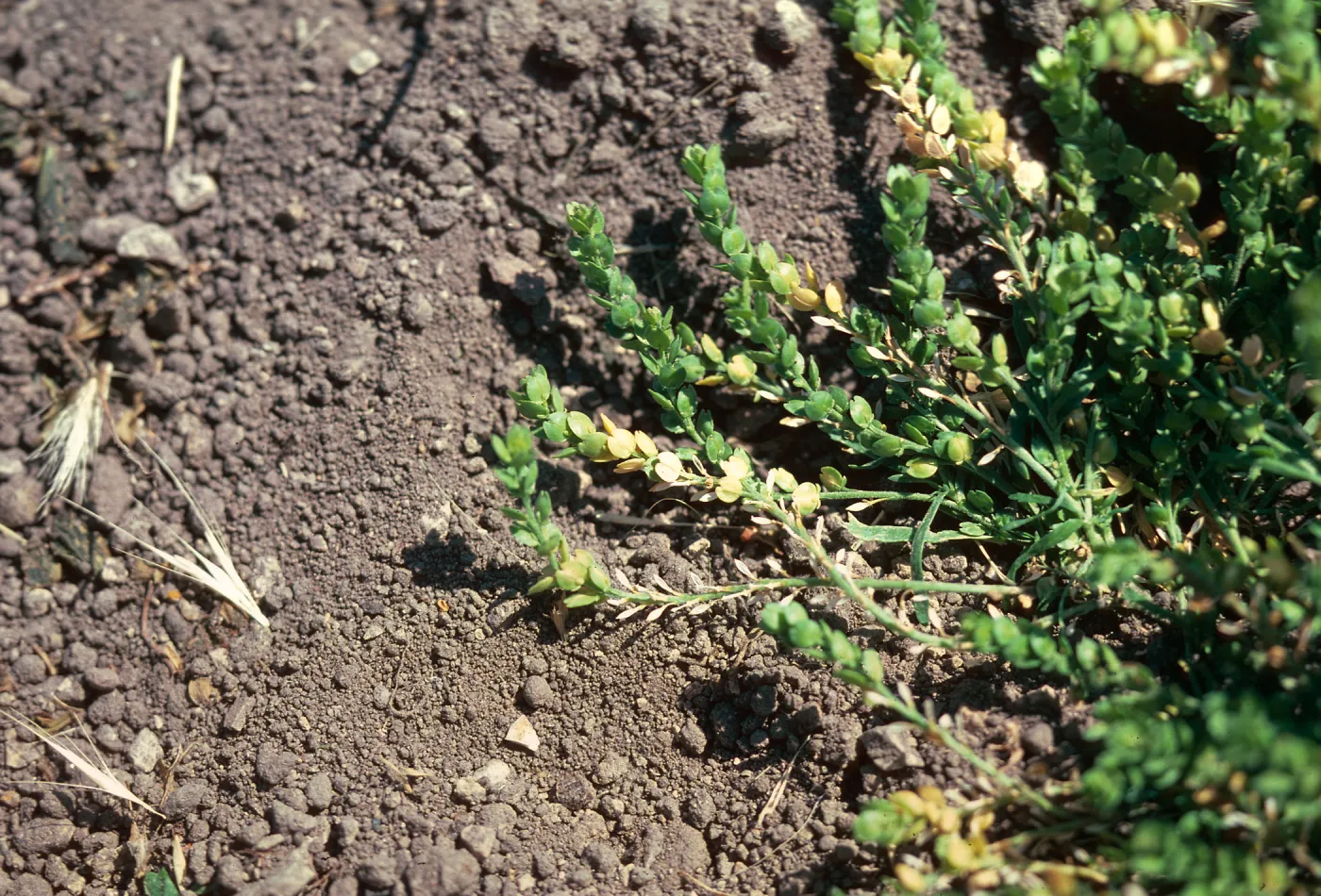 Lepidium, La Purisma