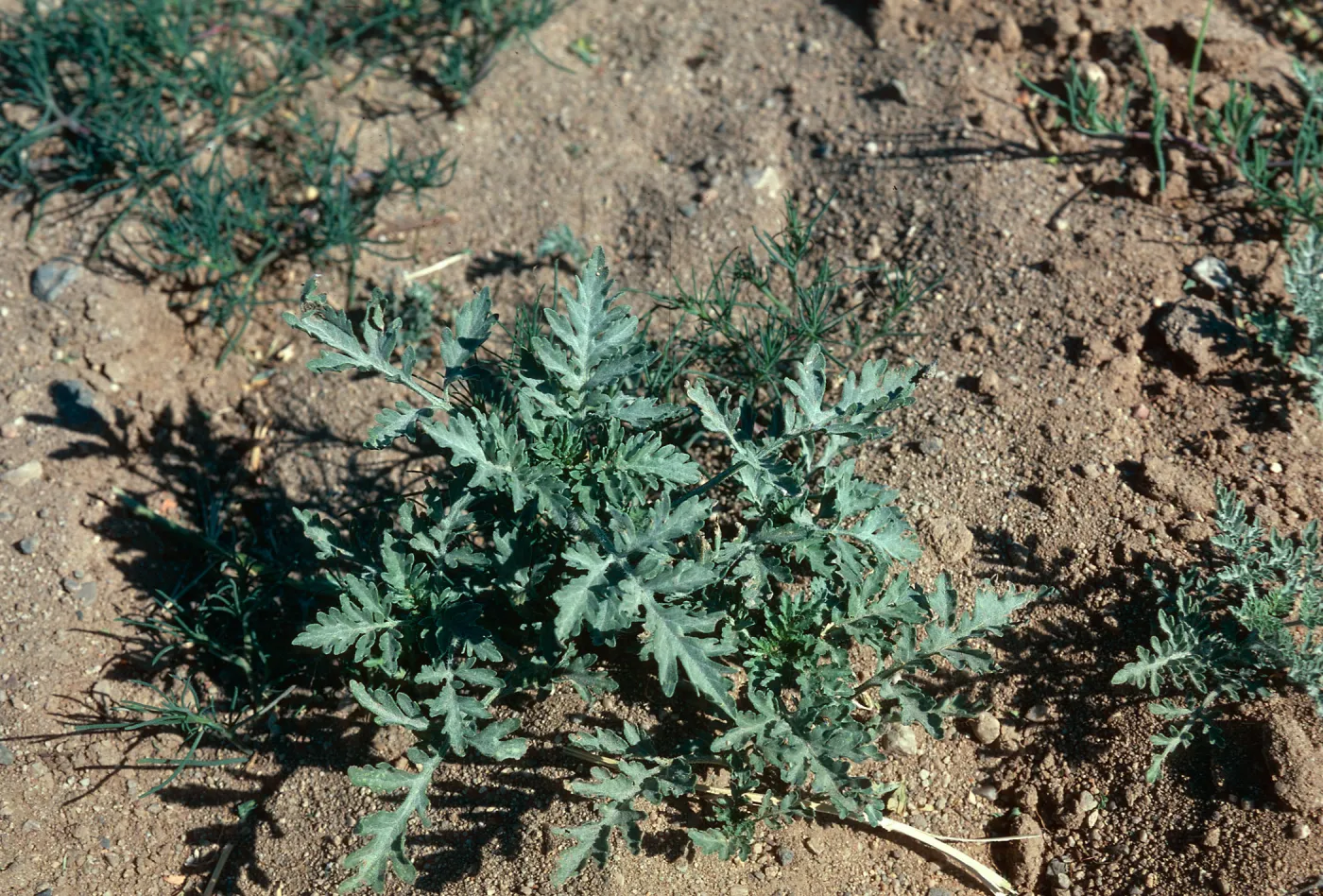 Franseria acanthicarpa, UCV