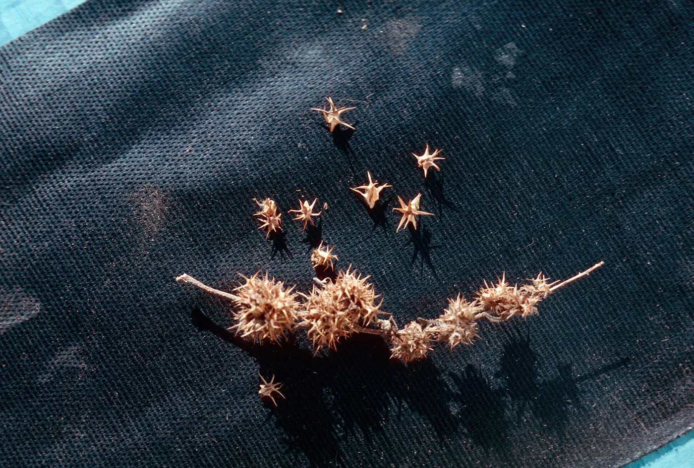 Franseria acanthicarpa, UCV