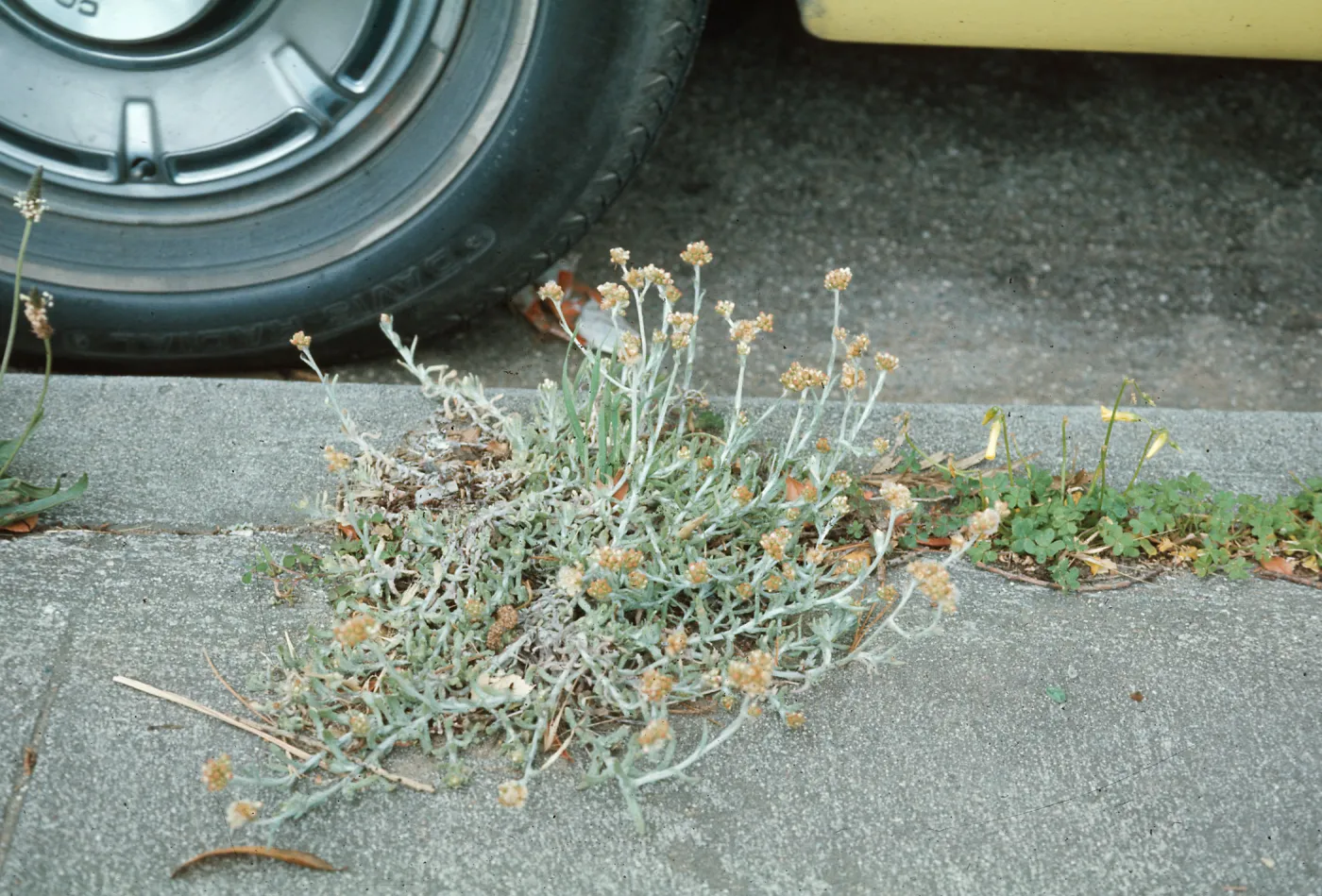 Gnaphalium luteoalbum