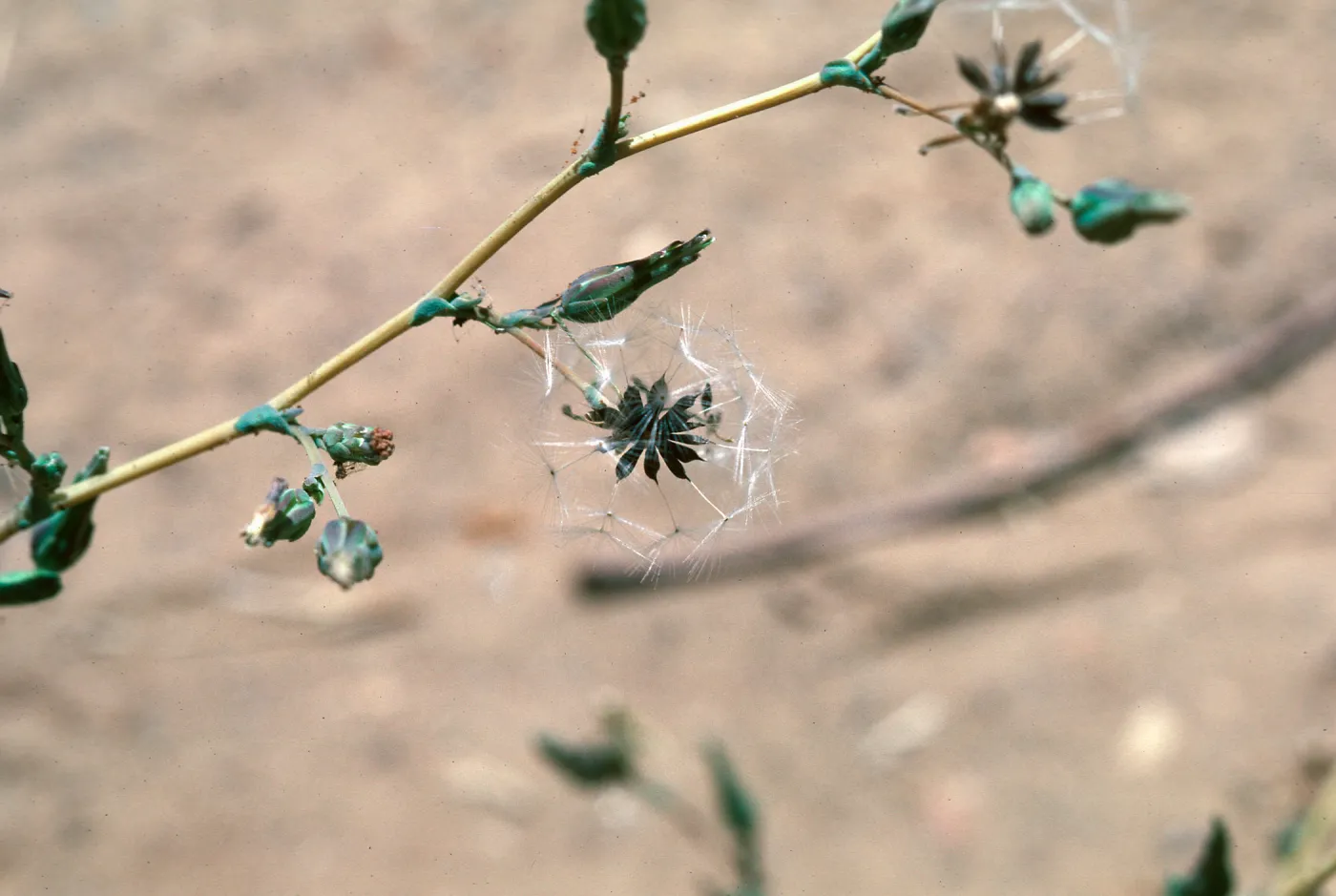 Lactuca fruit
