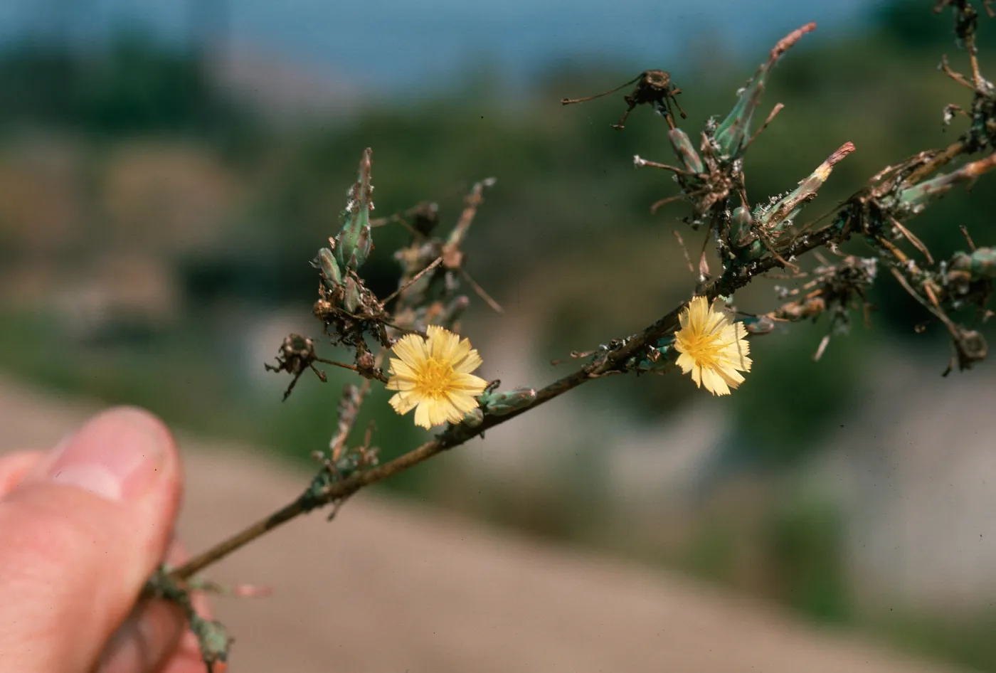 Lactuca flowers