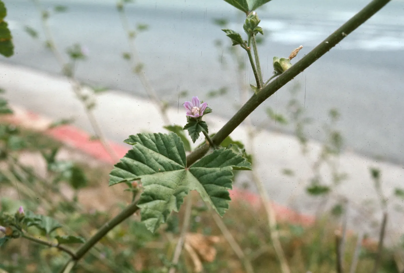 Lavatera cretica