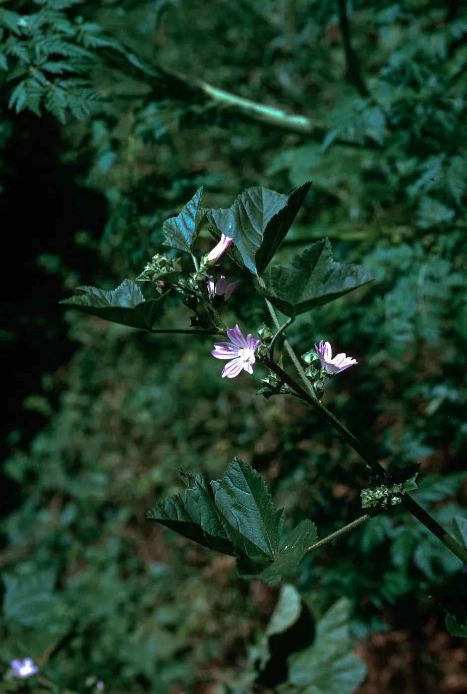 Lavatera cretica