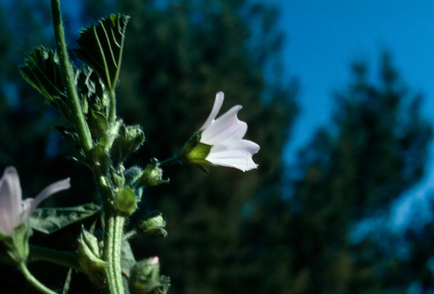 Malva (Mallow) ?, home