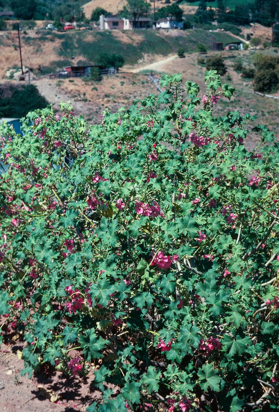 Malva (Mallow) Rose