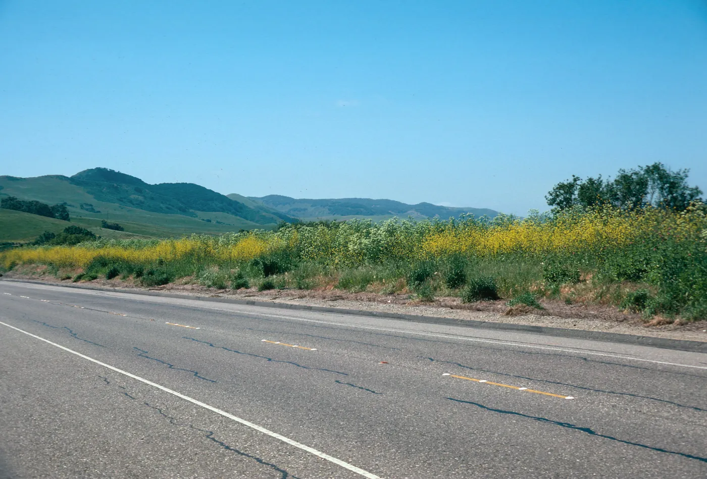 Mustard, San Julian