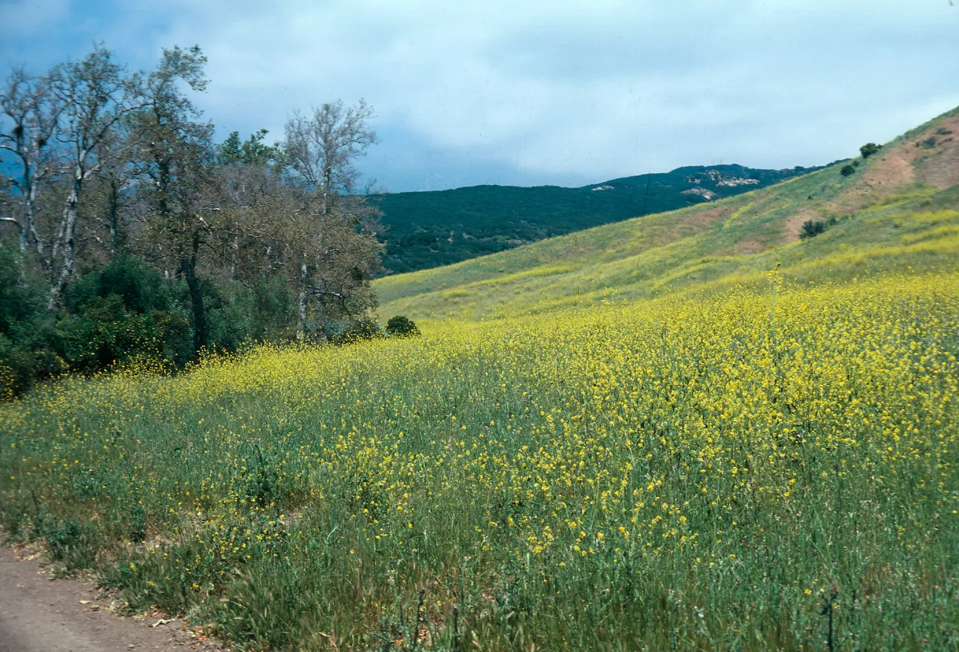 Black Mustard