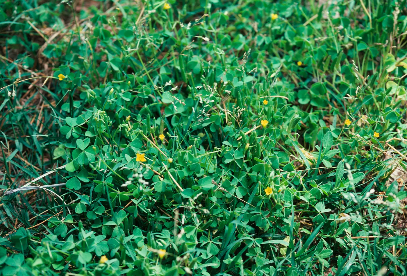 Oxalis corniculata