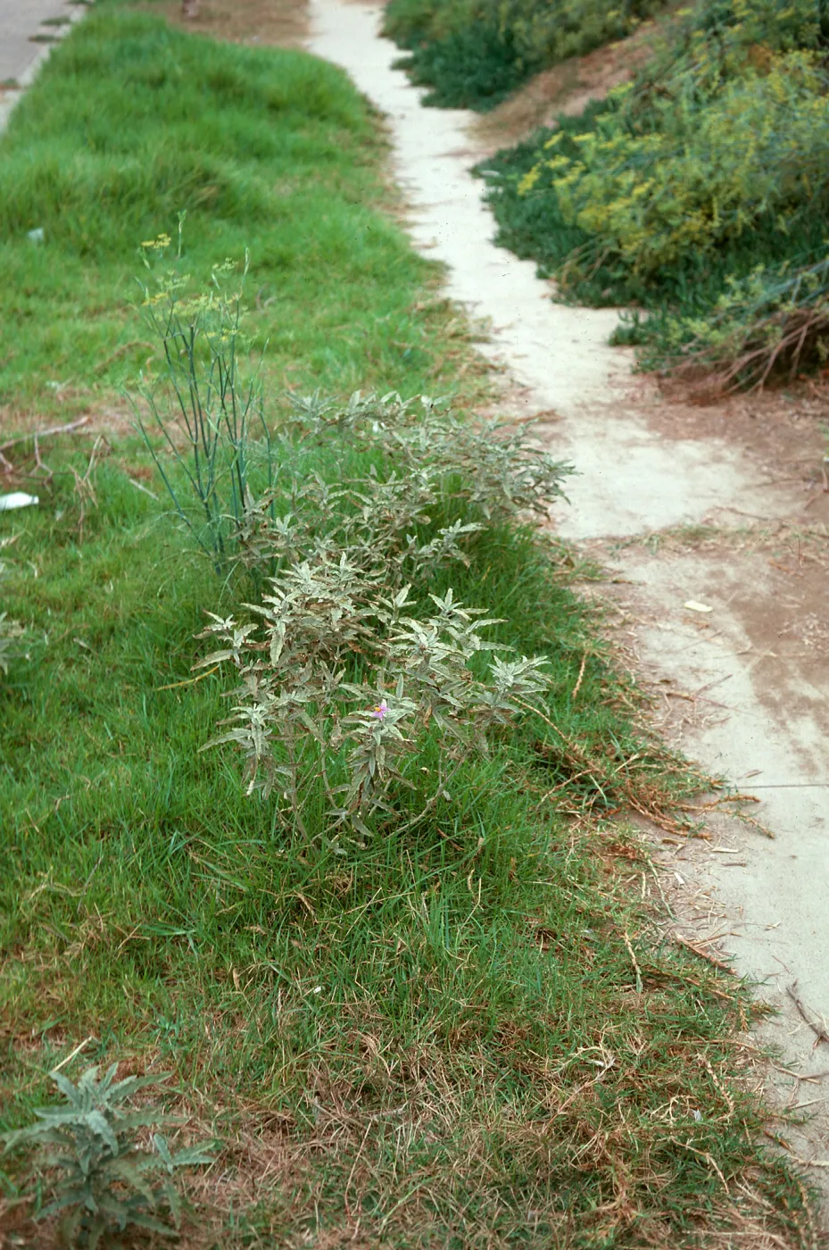 White Horsenettle, Solanum elaeagnifolium