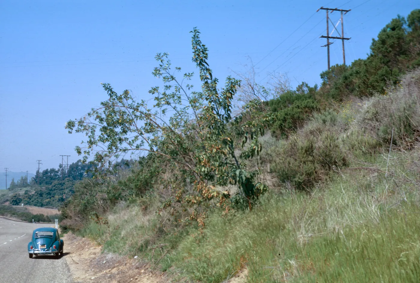 Nicotania, old camera