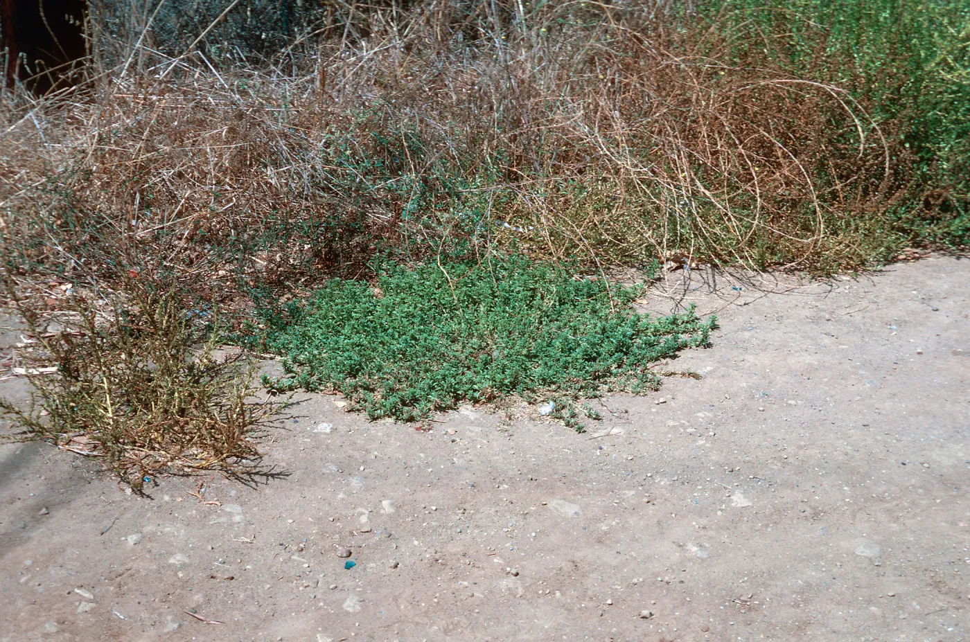 Amaranthus blitoides