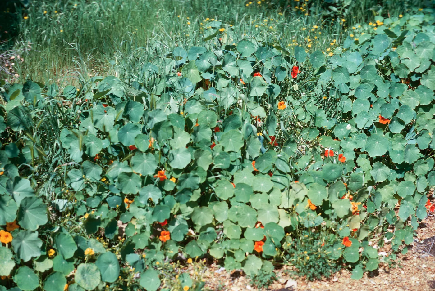 Nasturtium