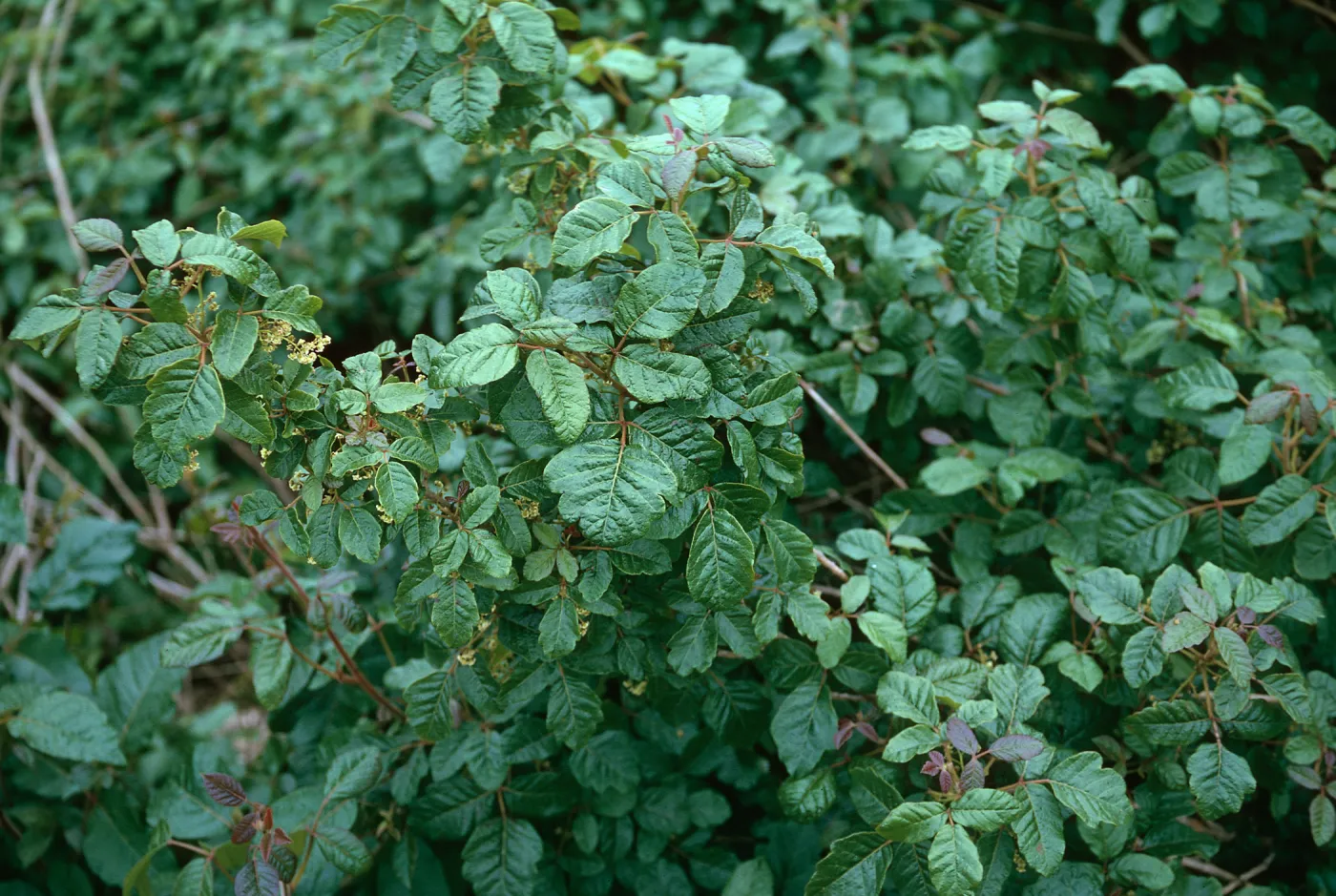 Poison Oak