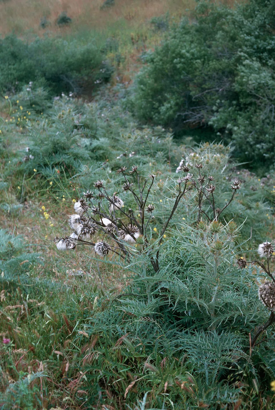 Artichoke Thistle, Hollister