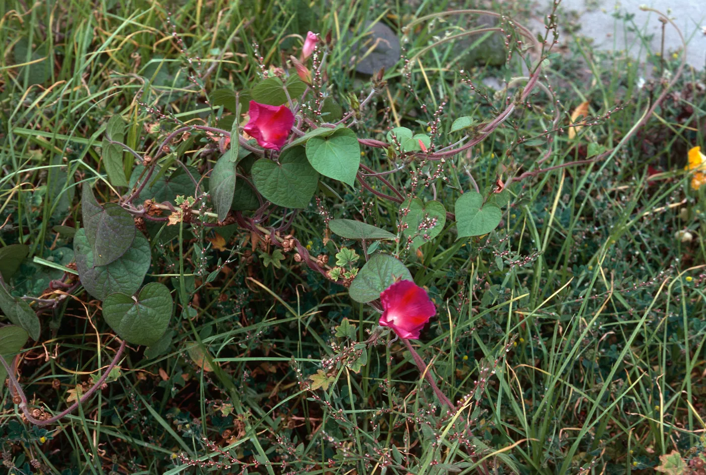 Ipomoea