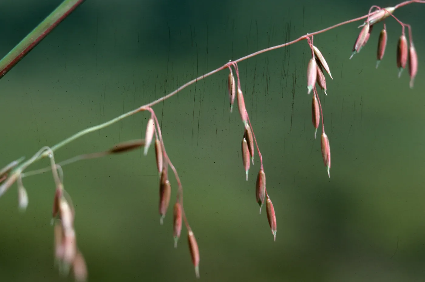 Veldt Grass flowers
